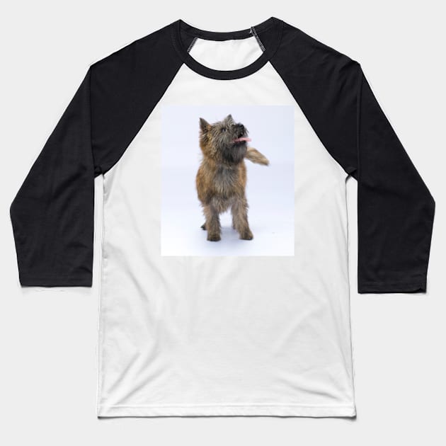 Cairn Terrier 2 Baseball T-Shirt by Avalinart